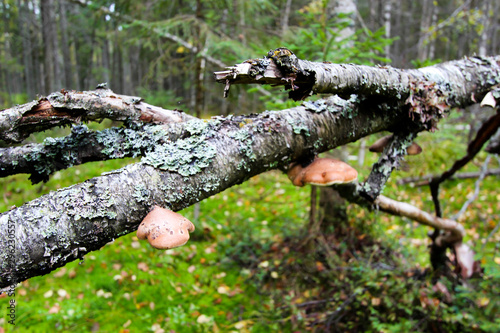 Mushrooms grow on the trunk of a broken tree.