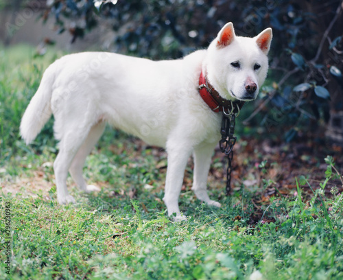 立って留守番をしている紀州犬