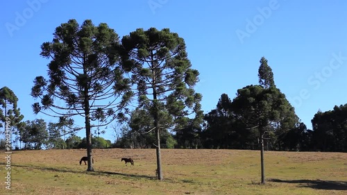 trees and horses
