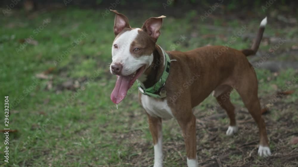 Brown and White Pitbull Terrier Mix Stands With Ears Raised While Panting After Playing Brown and White Pitbull Terrier Mix Stands With Ears Raised While Panting After Playing