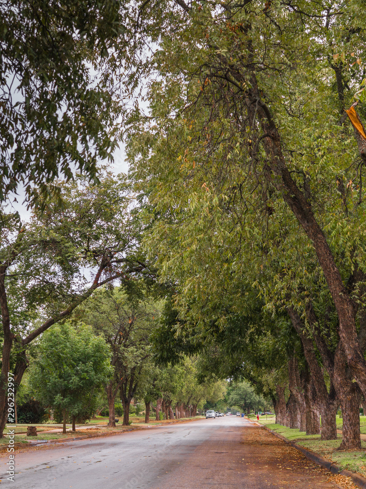 Naklejka premium beautiful trees in the road autumn