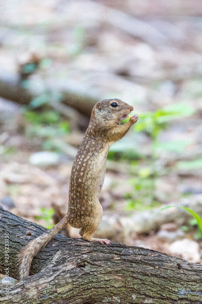 Mexican Ground Squirrel in Santa Ana National Wildlife Refuge.South Texas.USA Mexican Ground Squirrel in Santa Ana National Wildlife Refuge.South Texas.USA