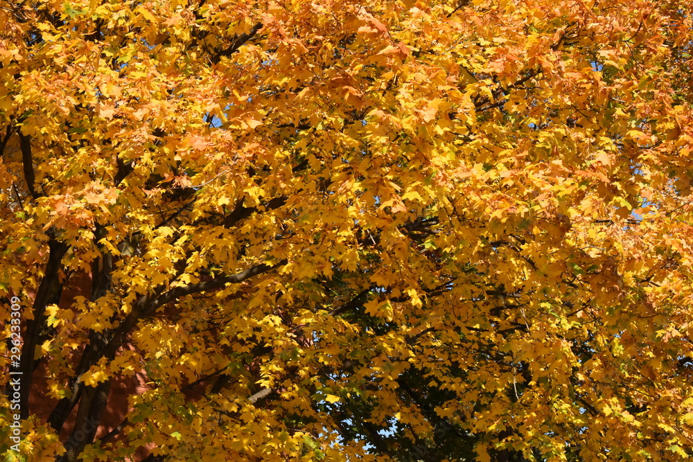 fall leaves fall leaves