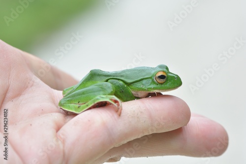 Moltrecht's tree frog(Rhacophorus moltrechti)、