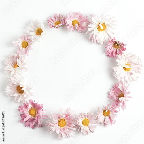 round flower frame. composition pink chrysanthemums on a white background.minimal concept  flat lay  square frame
