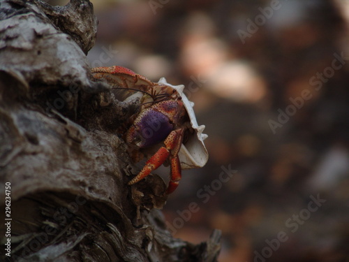 hermit crab on a trunk