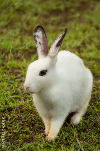 bello conejo blanco de orejas negras posado en el césped