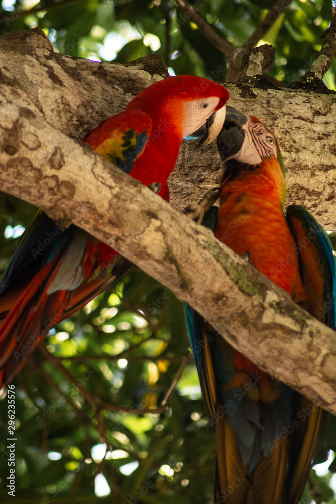 pareja de guacamayas besándose entre los arboles de la selva Stock Photo |  Adobe Stock