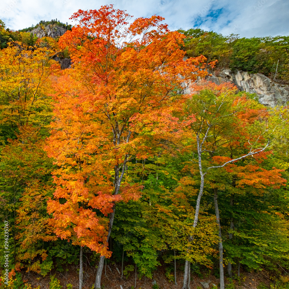 Fototapeta premium Fall Foliage 2