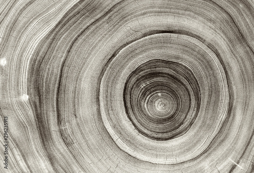 Old wooden oak tree cut surface. Detailed warm sepia gray tones of a felled tree trunk or stump. Rough organic texture of tree rings with close up of end grain.