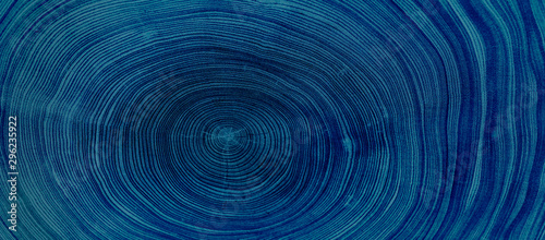 Old wooden oak tree cut surface. Detailed indigo denim blue tones of a felled tree trunk or stump. Rough organic texture of tree rings with close up of end grain.