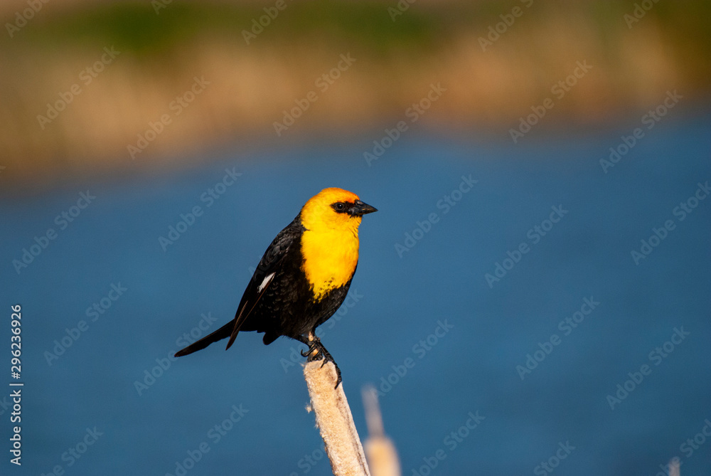 Yellowheaded blackbird at Bear River Bird Refuge