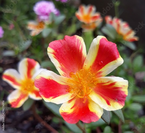 Fototapeta Naklejka Na Ścianę i Meble -  red flower in the garden.(Portulaca)