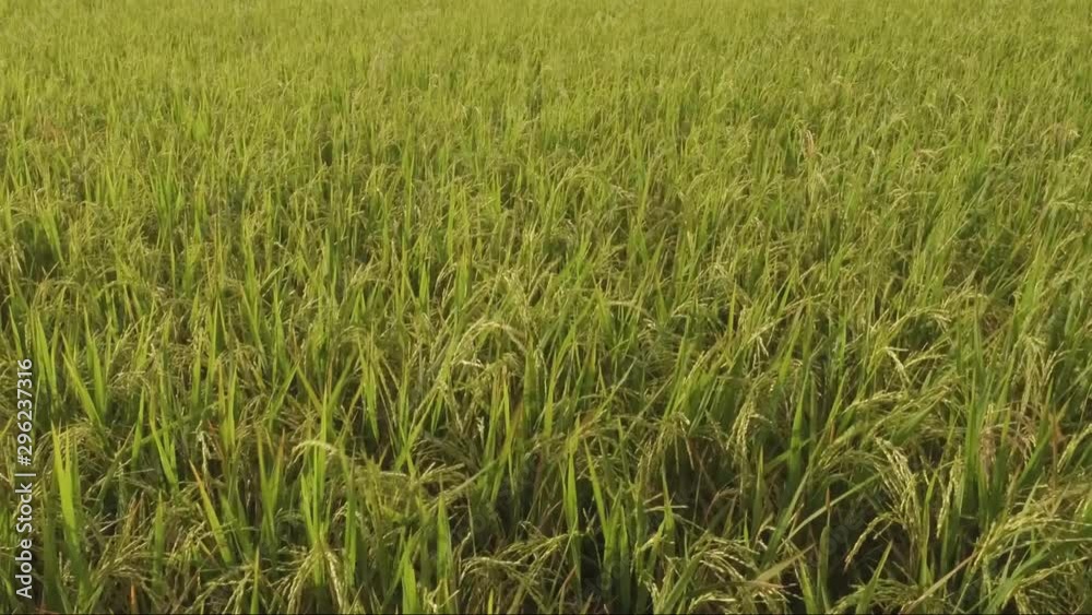 Close up of Rice-field on Sumatra Indonesia Close up of Rice-field on Sumatra Indonesia