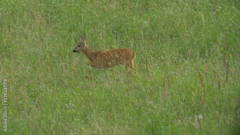 Lonely Doe walking through a field in slow motion Lonely Doe walking through a field in slow motion