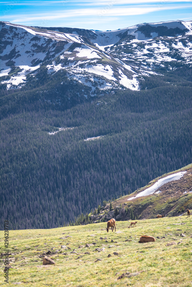 Wandering Elk in the Rocky Mountain National Park Colorado