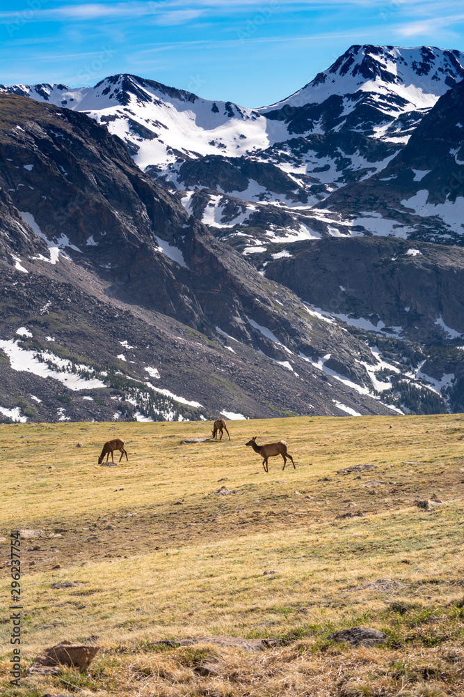 Wandering Elk in the Rocky Mountain National Park Colorado Wandering Elk in the Rocky Mountain National Park Colorado