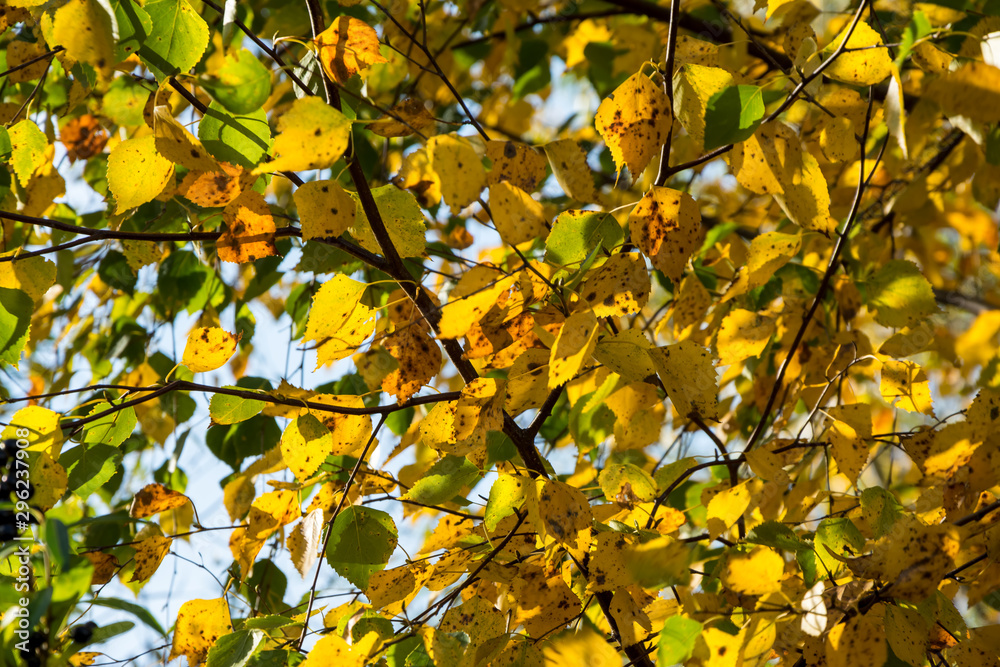 Collection of Beautiful Colorful Autumn Leaves / green, yellow, orange, red