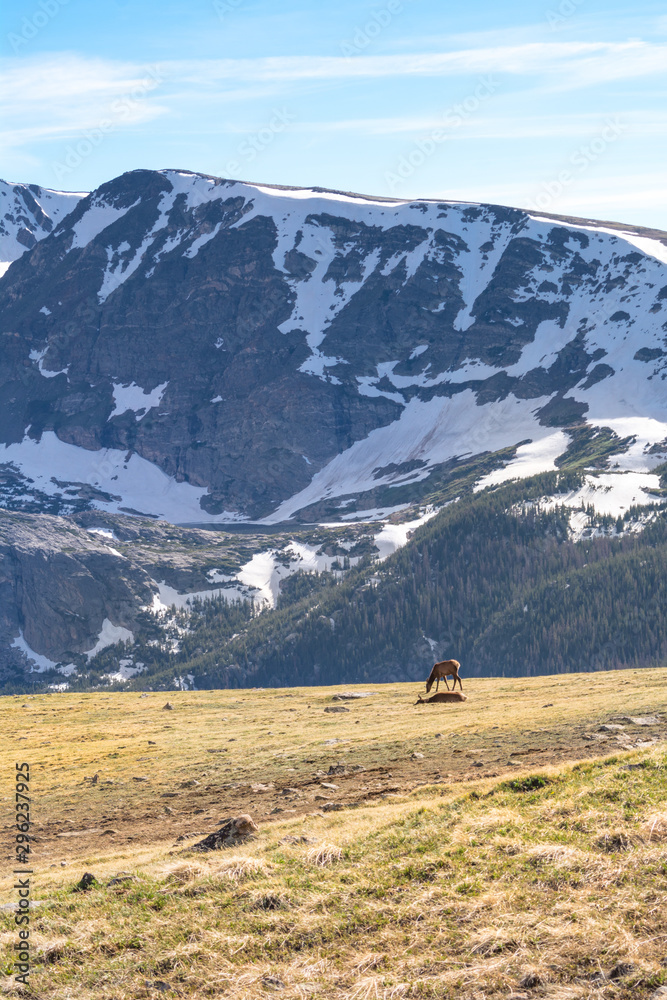 Wandering Elk in the wilderness. Rocky Mountain National Park