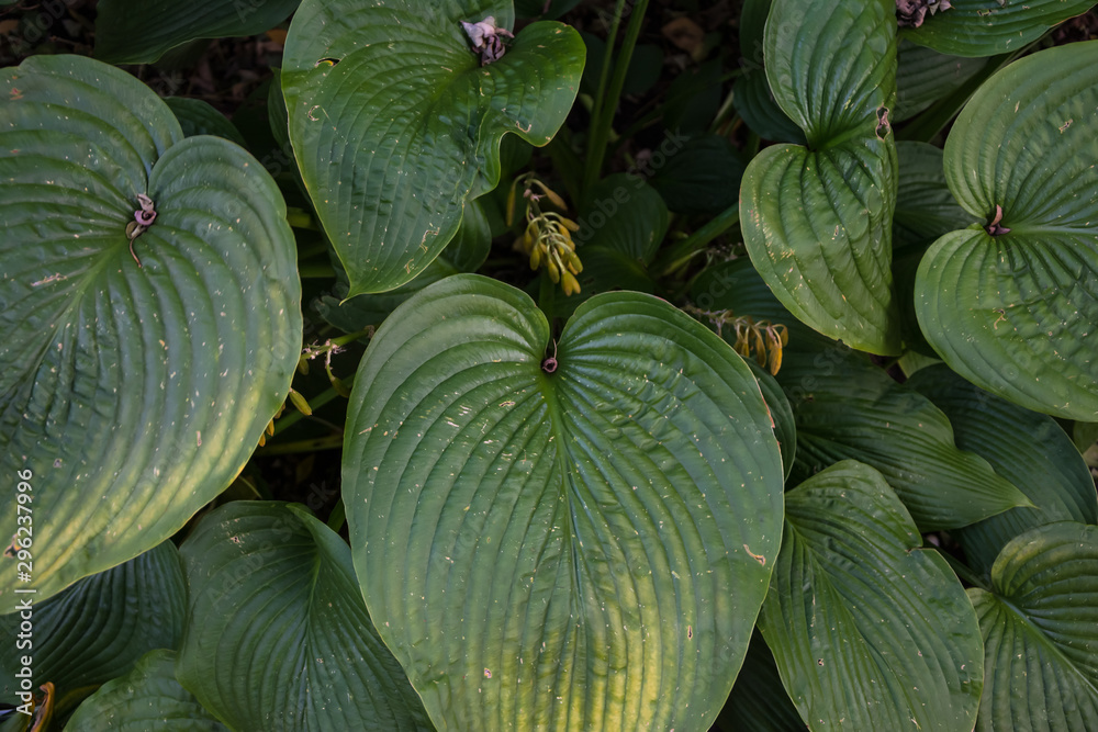 Bush leaf Hosts - they're like the Sea Bush leaf Hosts - they're like the Sea