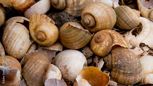 Abandoned keong sawah (Pila ampullacea) shells are carelessly thrown away. Environmental pollution. Background inspiration.