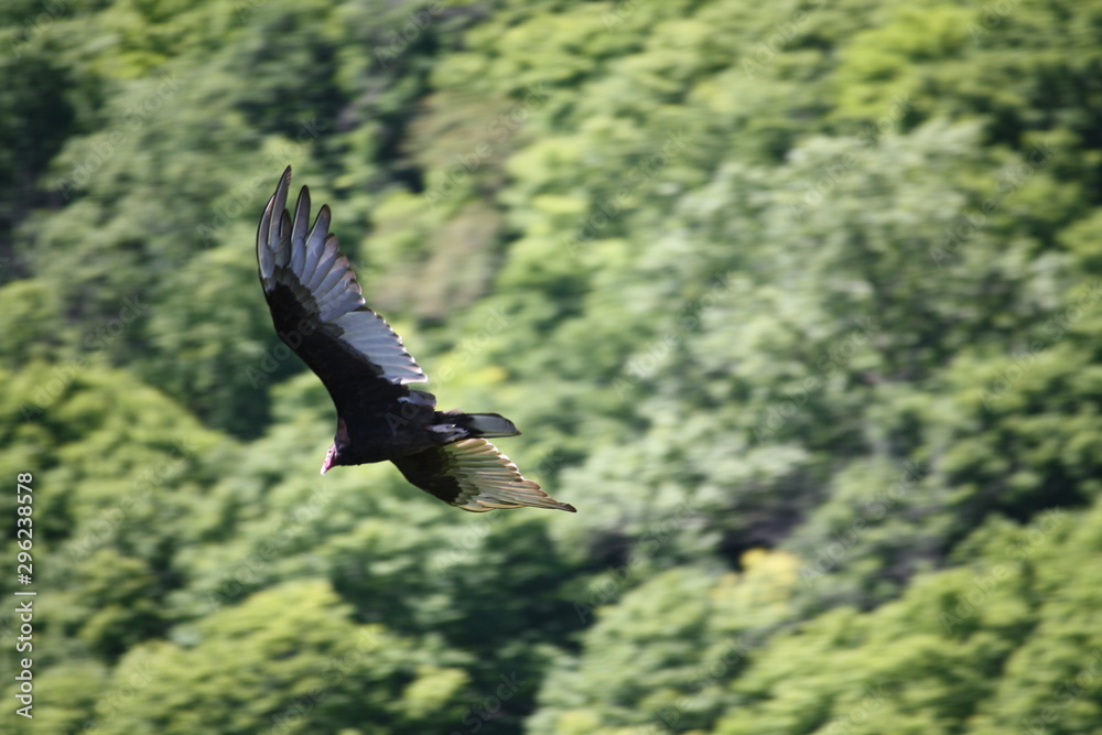 Fototapeta premium Fly of a vulture