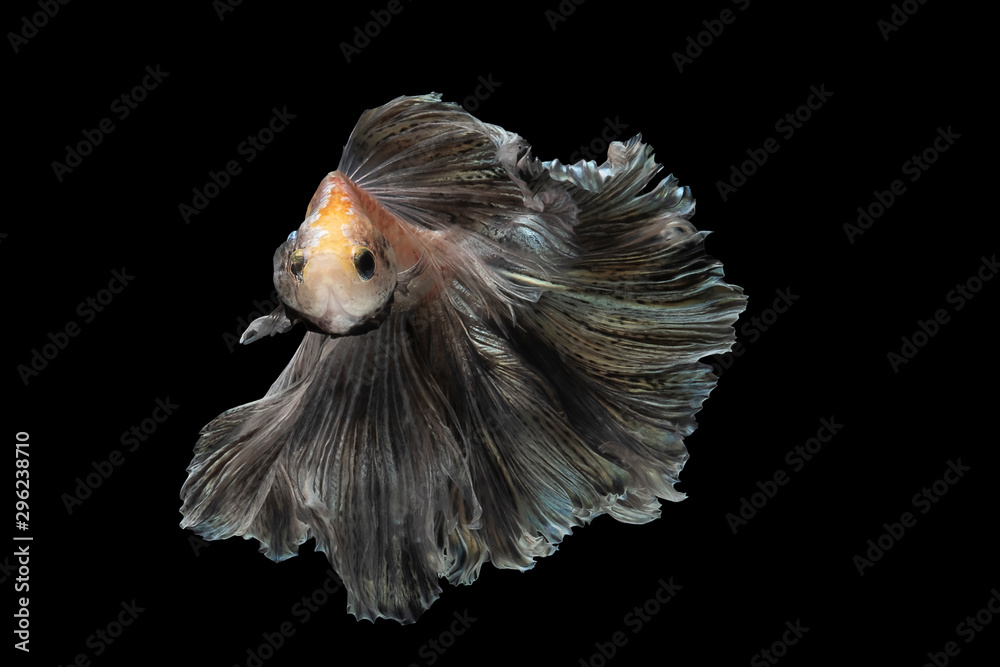 Betta fish, Siamese fighting fish, betta splendens (Halfmoon betta, Pla-kad (biting fish) isolated on black background. File contains a clipping path. Betta fish, Siamese fighting fish, betta splendens (Halfmoon betta, Pla-kad (biting fish) isolated on black background. File contains a clipping path.