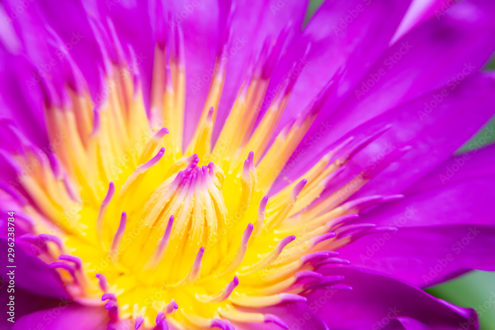 Obraz premium Macro close-up of purple lotus flower with yellow center in full bloom.