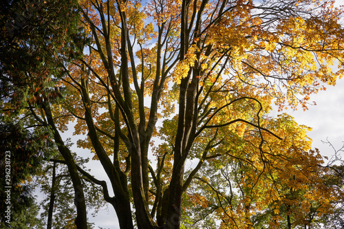 Maple tree canopy with beautiful autumn colors in Stanley Park, Vancouver, British Columbia, Canada.