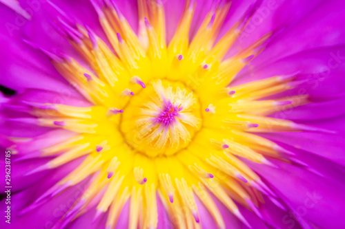 Macro of purple lotus flower