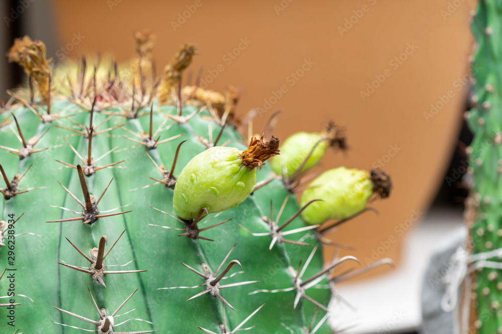 The withered flowers of the cactus The withered flowers of the cactus
