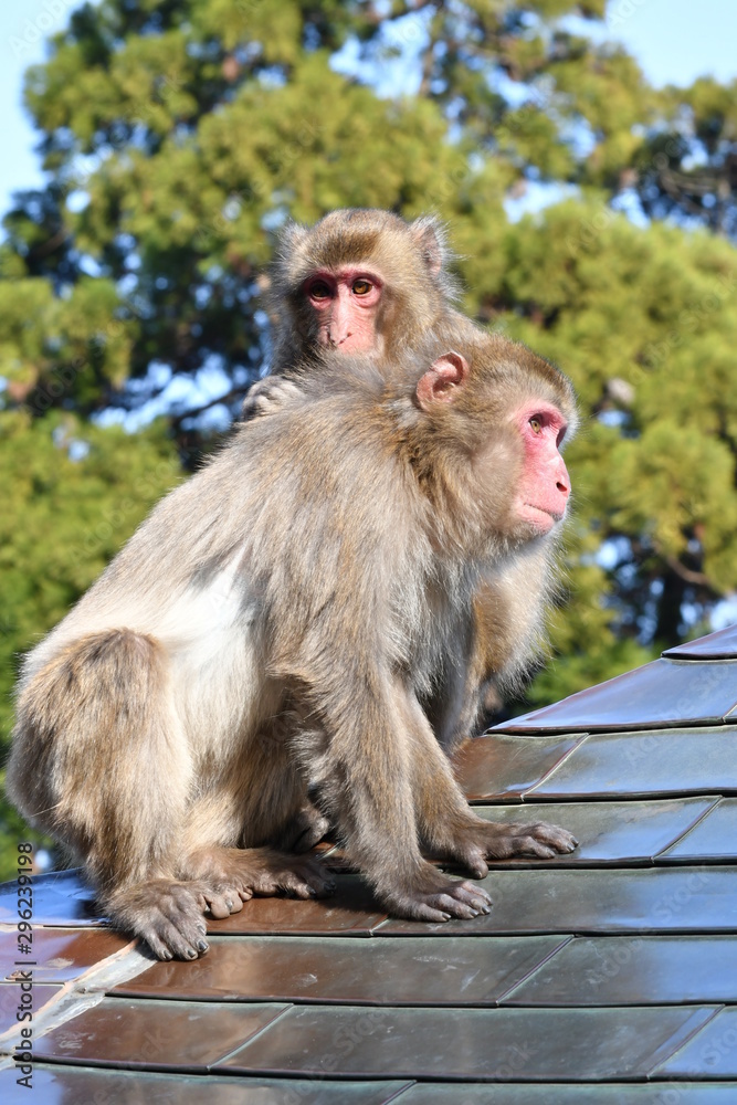Naklejka premium サル