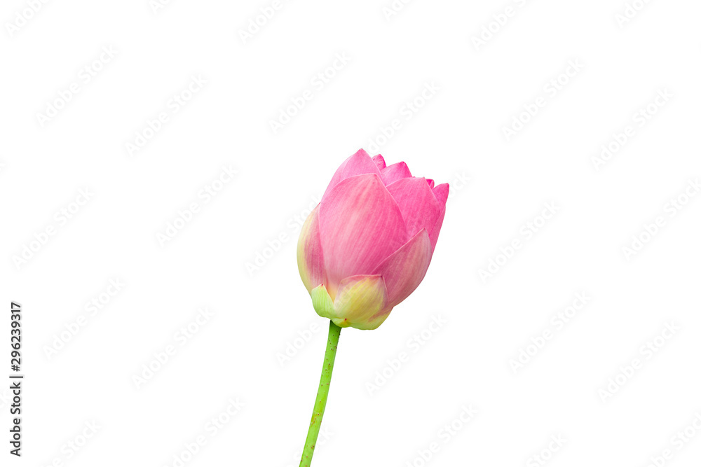 Obraz premium Pink lotus flower bud isolated on white background with clipping path, fresh tropical aquatic blossom for botanical, floral and nature design.