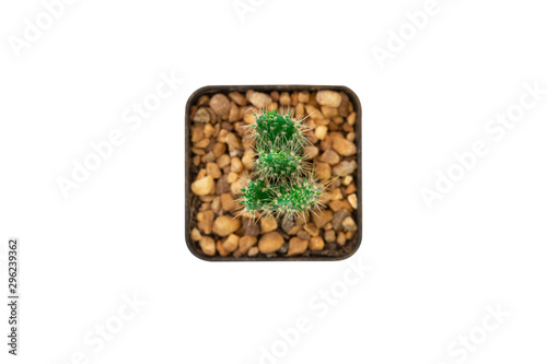 Top view of cactus in pot isolated on white background with clipping path.