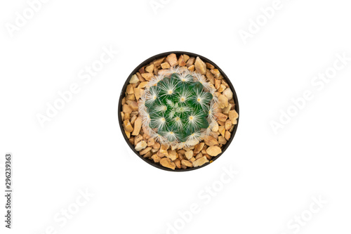 Top view of cactus in pot isolated on white background with clipping path.