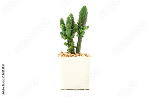 Side view of cactus in white pots isolated on white background.