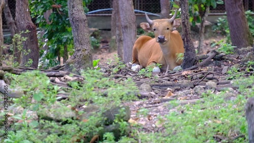 cow in the forest looking for food in Thailand, animal concept