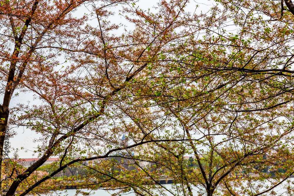 Cherry Blossoms Tidal Basin Washington Monument Washington DC Cherry Blossoms Tidal Basin Washington Monument Washington DC