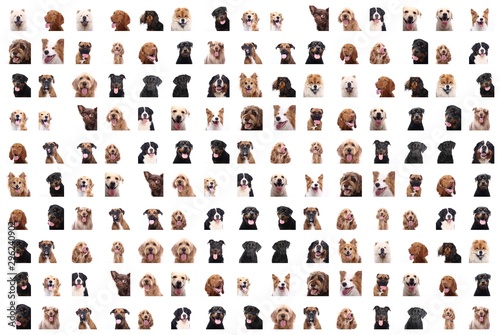 Canvas Print Group of dogs in front of a white background