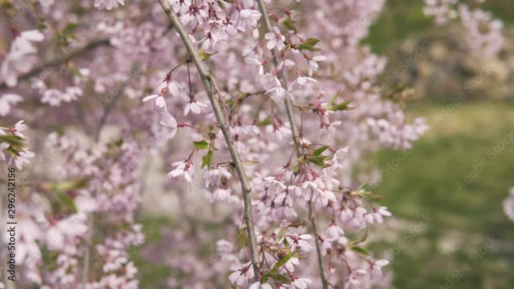detail of a bush heavy with pink blossoms, camera slowly moving forward detail of a bush heavy with pink blossoms, camera slowly moving forward