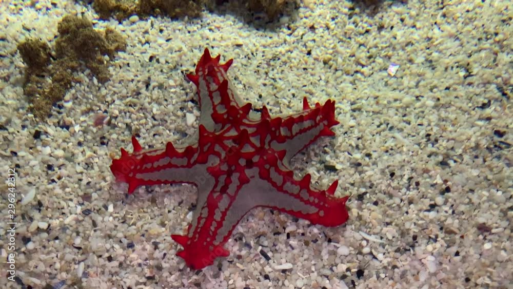 Red knob star fish with tubercles that are bright red Red knob star fish with tubercles that are bright red