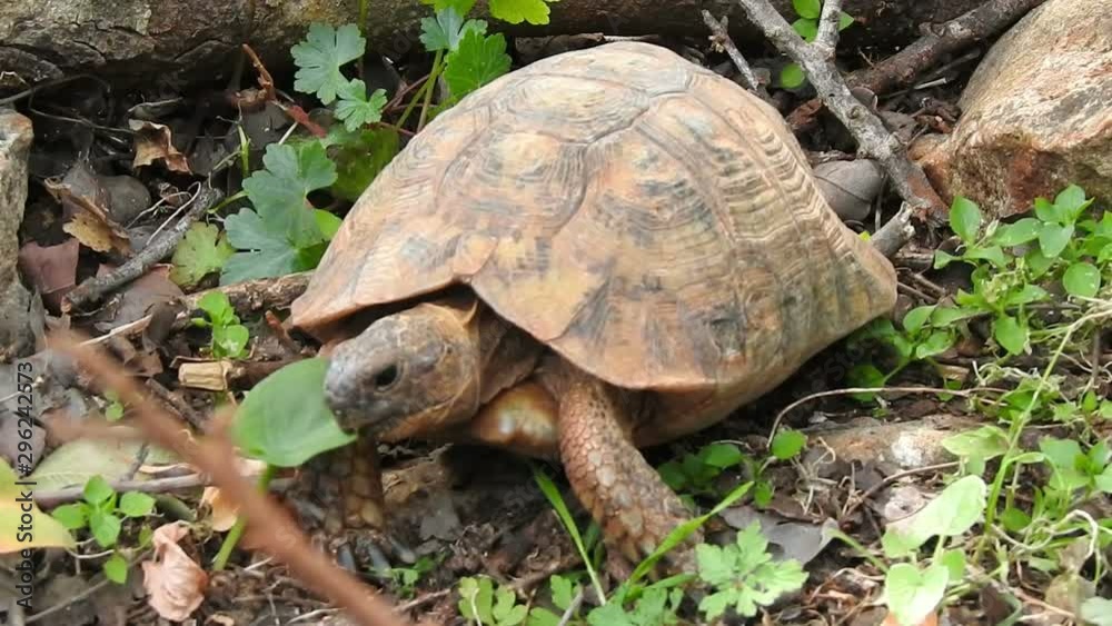 turtle eating arisarum simorrhinum plant . Close up of turtle belly walking in the wild , Slow life ,Beautiful Tortoise - Morocco turtle eating arisarum simorrhinum plant . Close up of turtle belly walking in the wild , Slow life ,Beautiful Tortoise - Morocco
