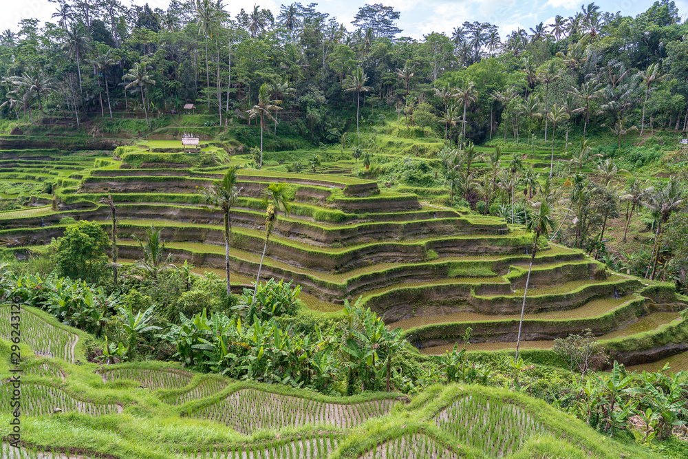 Green rice fields on terraces near Ubud, tropical island Bali, Indonesia . Nature concept
