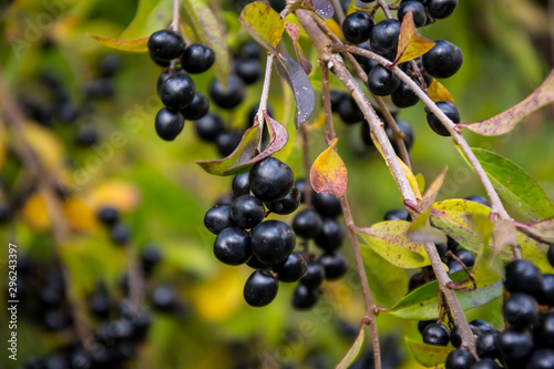 Poisonous berries on a bush privet