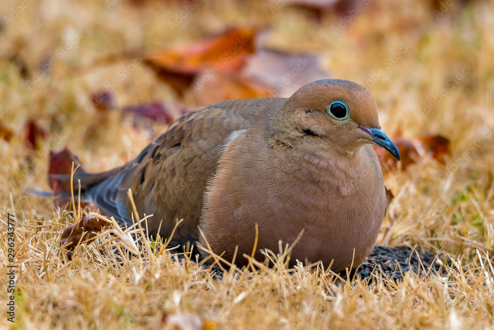 Obraz premium Mourning Dove