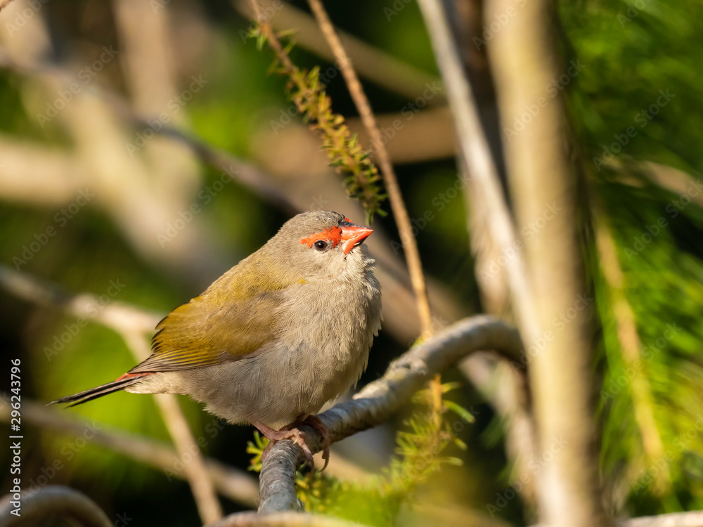 Red-browed Finch (Neochmia temporalis) subspecies Red-browed Finch (Neochmia temporalis) subspecies