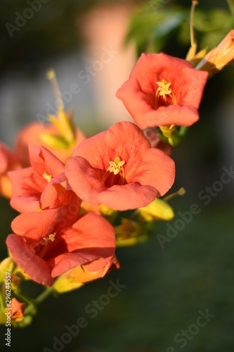 Blühende Trompetenblume (Campsis radicans)