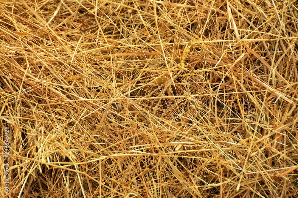 dry grass dry grass