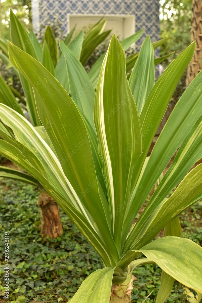 Obraz premium Crinum asiaticum in a garden. Striped leaves.