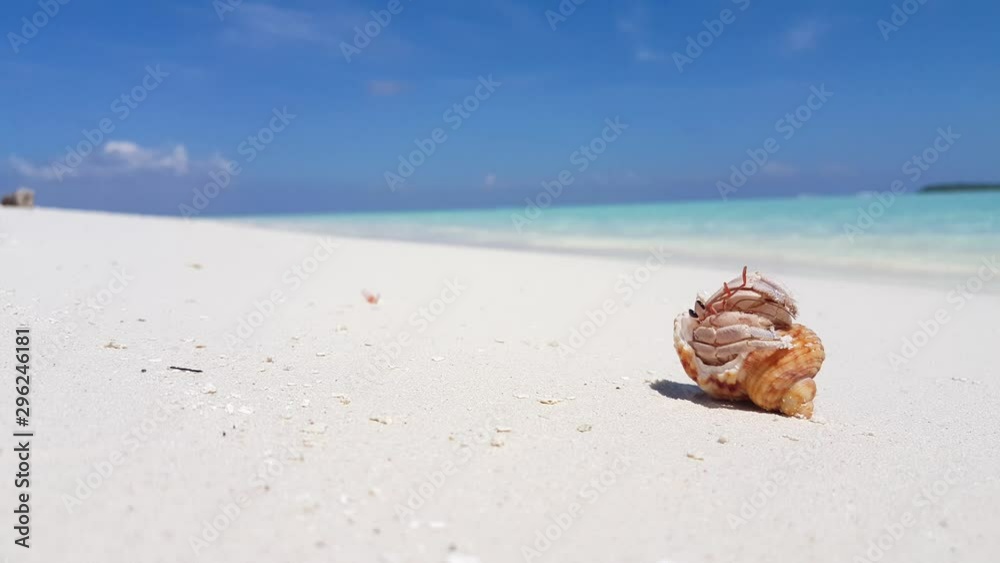 Hermit crab getting out of his shell then stand on claws and crawling carrying shell on his back across white sand beach towards the coast, blue sea and sky on background Hermit crab getting out of his shell then stand on claws and crawling carrying shell on his back across white sand beach towards the coast, blue sea and sky on background